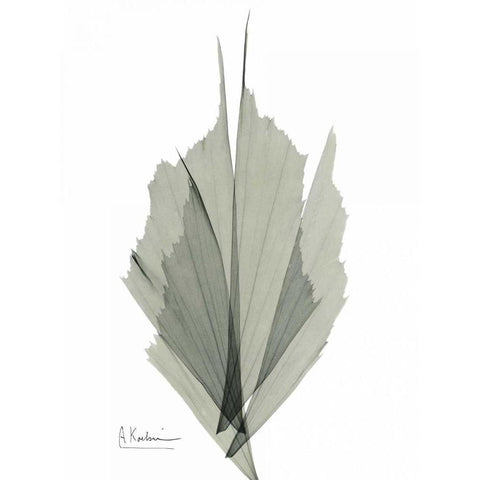 Fish Tail Caryola Black Modern Wood Framed Art Print with Double Matting by Koetsier, Albert
