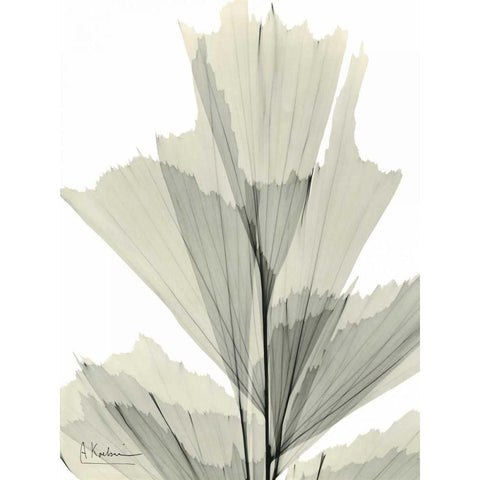 Fish Tail Palm Caryola White Modern Wood Framed Art Print by Koetsier, Albert