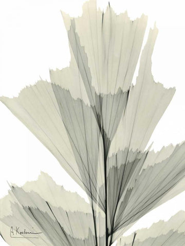 Fish Tail Palm Caryola White Modern Wood Framed Art Print with Double Matting by Koetsier, Albert