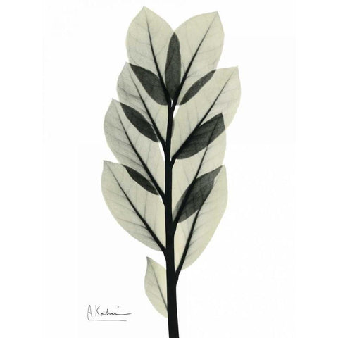 Zan Zibar Gem White Modern Wood Framed Art Print by Koetsier, Albert