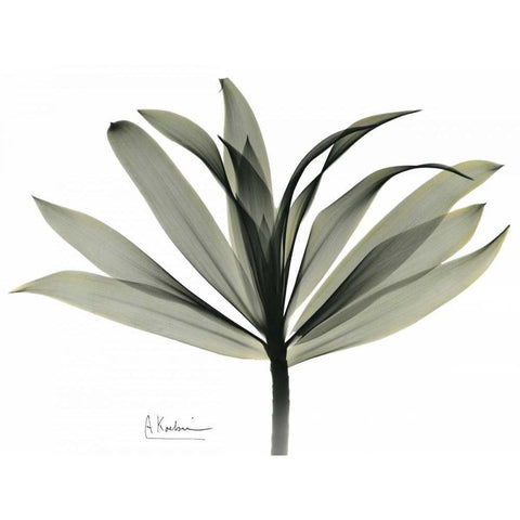 Sons of India Dracaena White Modern Wood Framed Art Print by Koetsier, Albert