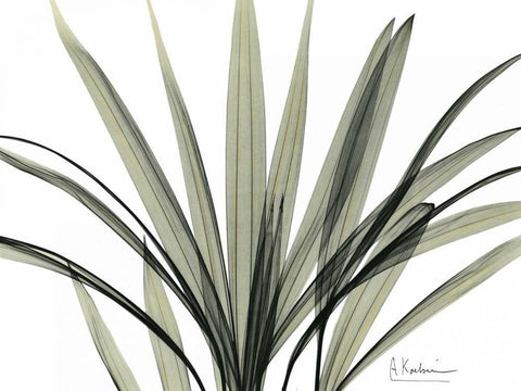 Mini Palm Tree White Modern Wood Framed Art Print with Double Matting by Koetsier, Albert