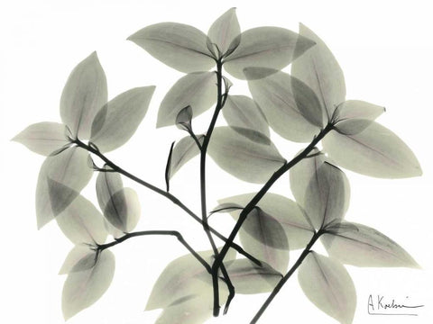 Wandering Jew White Modern Wood Framed Art Print with Double Matting by Koetsier, Albert