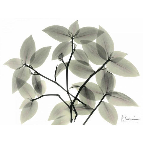 Wandering Jew White Modern Wood Framed Art Print by Koetsier, Albert
