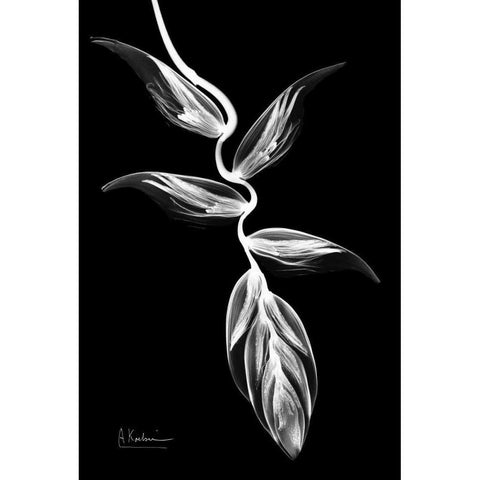 Heliconia BandW on Black Gold Ornate Wood Framed Art Print with Double Matting by Koetsier, Albert