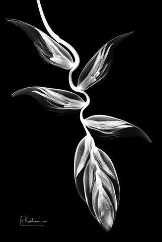 Heliconia BandW on Black White Modern Wood Framed Art Print with Double Matting by Koetsier, Albert