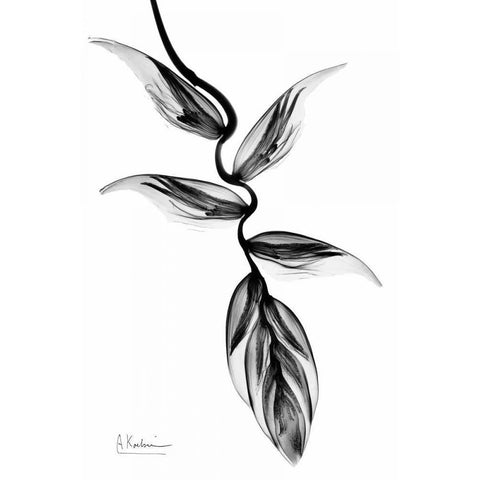 Heliconia BandW Black Modern Wood Framed Art Print with Double Matting by Koetsier, Albert