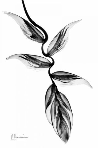 Heliconia BandW White Modern Wood Framed Art Print with Double Matting by Koetsier, Albert