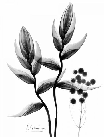 Heliconia Arrangement BandW White Modern Wood Framed Art Print with Double Matting by Koetsier, Albert