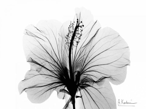 Hibiscus in BandW White Modern Wood Framed Art Print with Double Matting by Koetsier, Albert