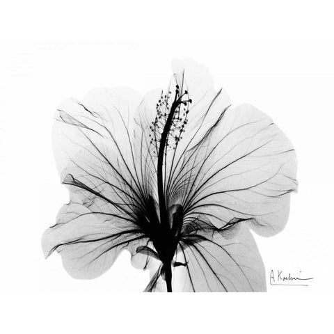 Hibiscus in BandW Black Modern Wood Framed Art Print with Double Matting by Koetsier, Albert