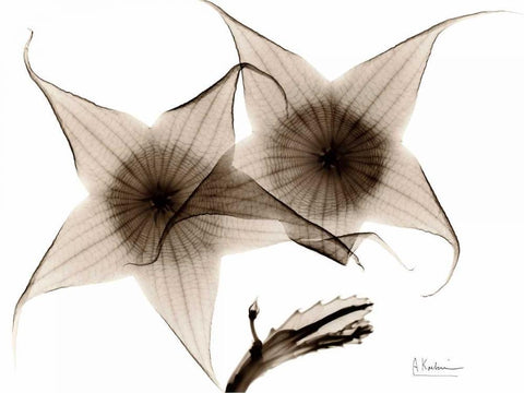 Stapelia in Brown White Modern Wood Framed Art Print with Double Matting by Koetsier, Albert