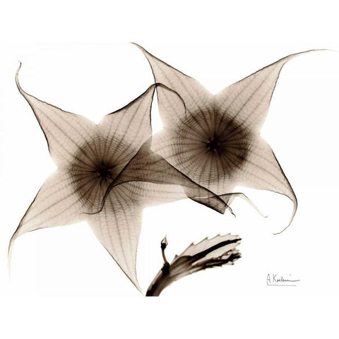 Stapelia in Brown Gold Ornate Wood Framed Art Print with Double Matting by Koetsier, Albert