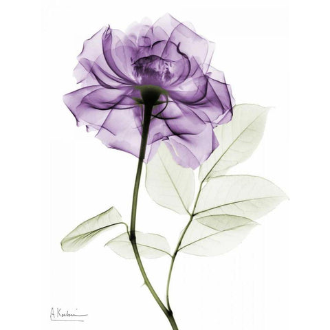 Purple Rose White Modern Wood Framed Art Print by Koetsier, Albert