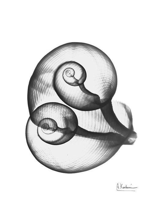 Image Only