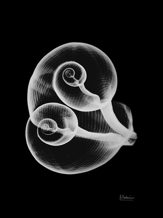 Image Only