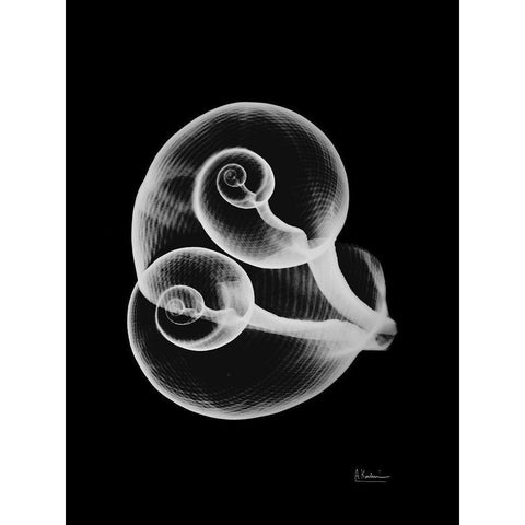 Conjoined Shells on Black White Modern Wood Framed Art Print by Koetsier, Albert