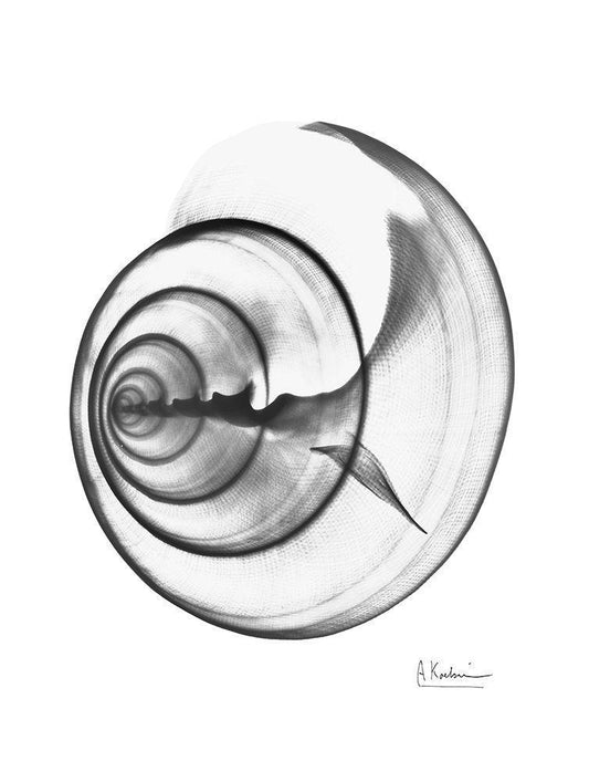 Image Only