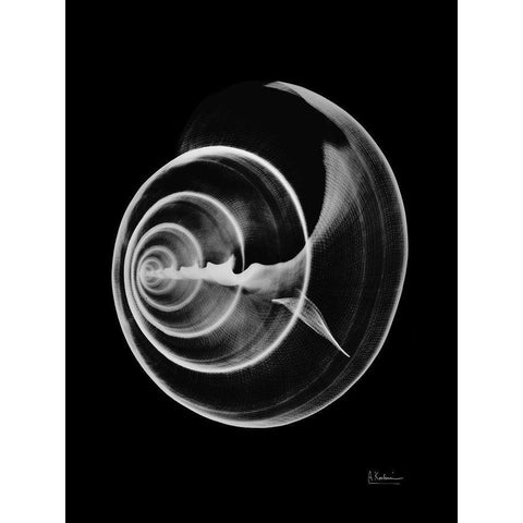 Seas Alive on Black Black Modern Wood Framed Art Print with Double Matting by Koetsier, Albert