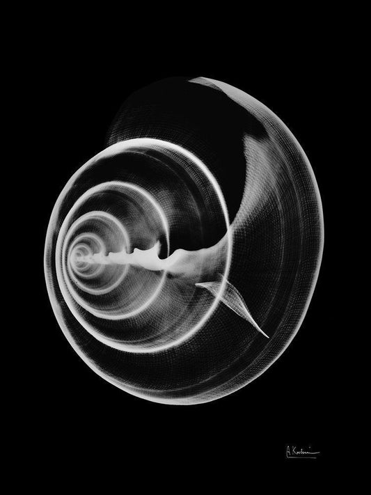 Image Only