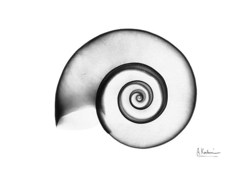 Ramshorn Snail Shell White Modern Wood Framed Art Print with Double Matting by Koetsier, Albert