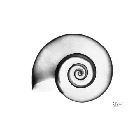 Ramshorn Snail Shell Black Modern Wood Framed Art Print with Double Matting by Koetsier, Albert