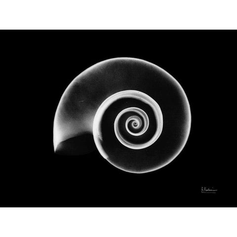 Ramshorn Snail Shell Black Modern Wood Framed Art Print with Double Matting by Koetsier, Albert