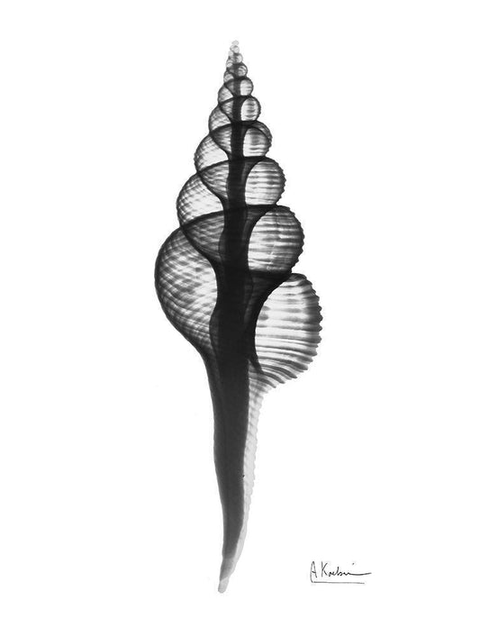 Image Only