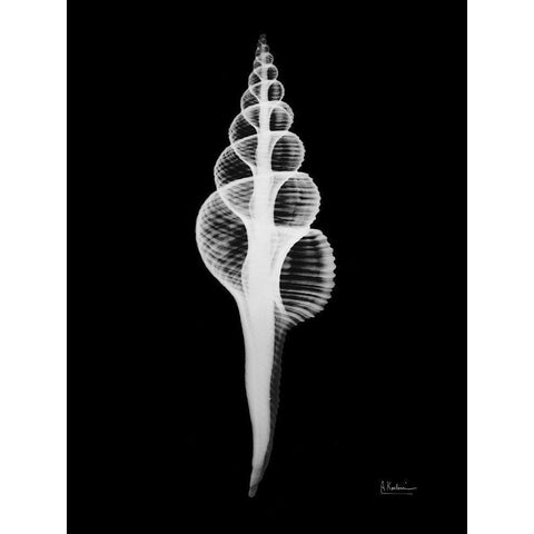 Fusinus Colus Black Modern Wood Framed Art Print by Koetsier, Albert