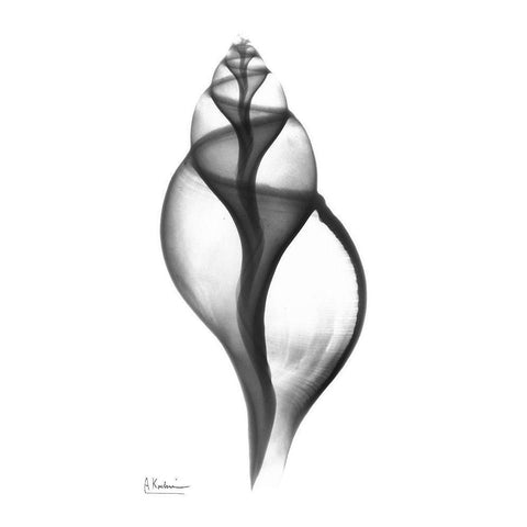 Tulip Shell White Modern Wood Framed Art Print by Koetsier, Albert