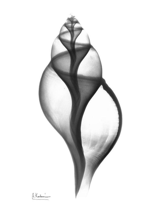 Image Only