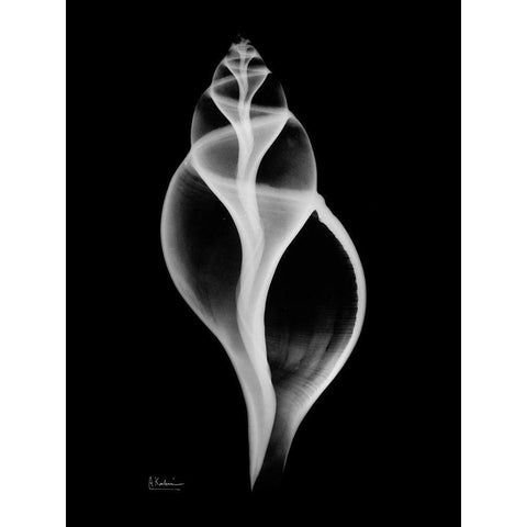 Tulip Shell Black Modern Wood Framed Art Print with Double Matting by Koetsier, Albert