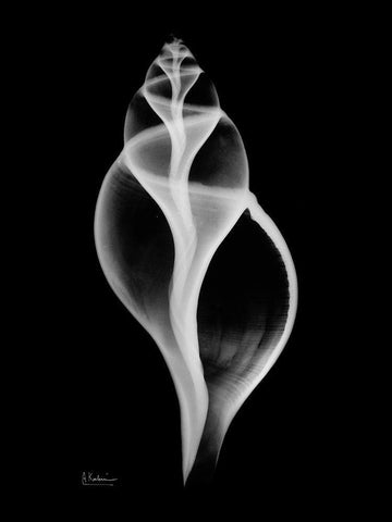Tulip Shell White Modern Wood Framed Art Print with Double Matting by Koetsier, Albert