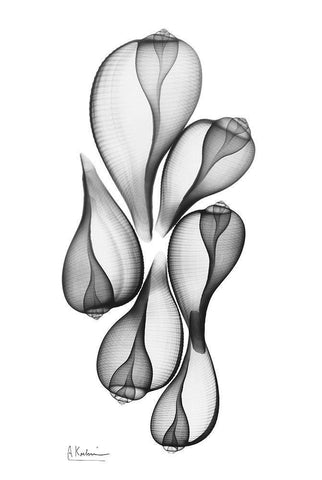 Fig Shells White Modern Wood Framed Art Print with Double Matting by Koetsier, Albert
