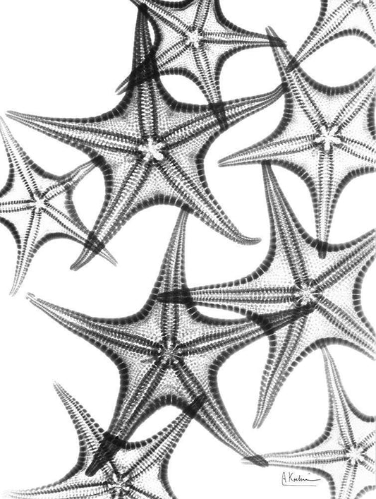 Image Only