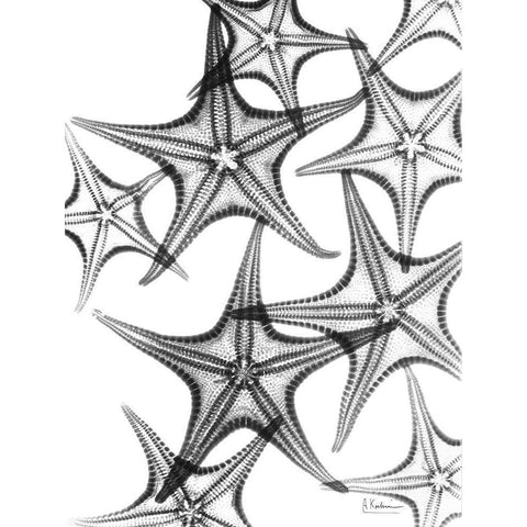 Starfish Black Modern Wood Framed Art Print with Double Matting by Koetsier, Albert