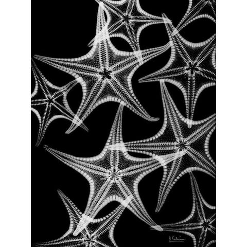 Starfish Spray Black Modern Wood Framed Art Print by Koetsier, Albert