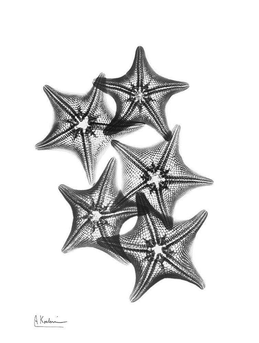 Image Only