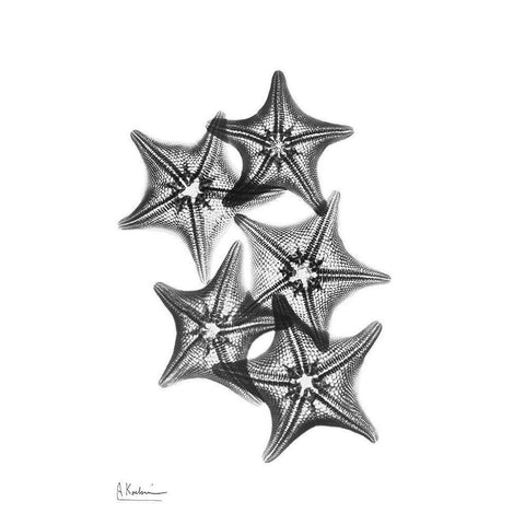 Starfish Black Modern Wood Framed Art Print with Double Matting by Koetsier, Albert