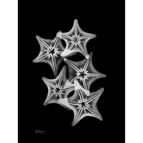 Starfish Collage Black Modern Wood Framed Art Print with Double Matting by Koetsier, Albert