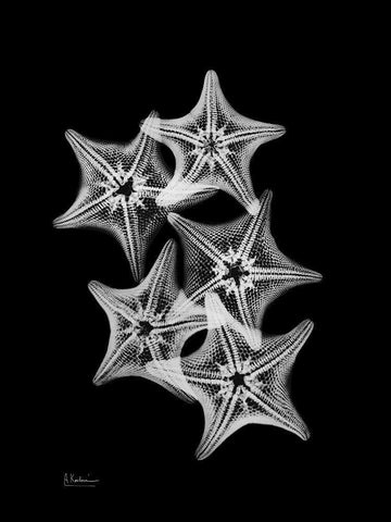 Starfish Collage Black Ornate Wood Framed Art Print with Double Matting by Koetsier, Albert