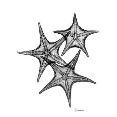 Starfish Black Modern Wood Framed Art Print with Double Matting by Koetsier, Albert