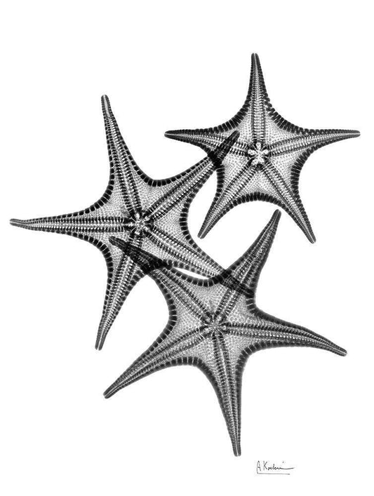 Image Only