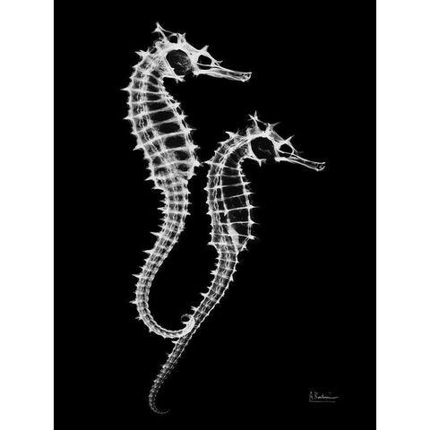 Seahorse Twins on Black Black Modern Wood Framed Art Print with Double Matting by Koetsier, Albert