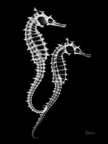 Seahorse Twins on Black White Modern Wood Framed Art Print with Double Matting by Koetsier, Albert