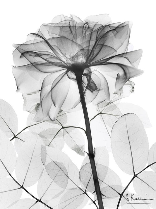 Image Only