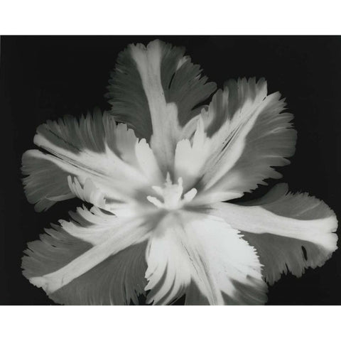 Big Blossom II White Modern Wood Framed Art Print by Koetsier, Albert