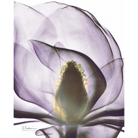 Purple Magnolia A43 White Modern Wood Framed Art Print by Koetsier, Albert