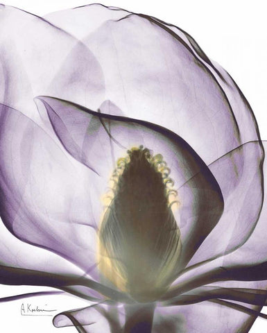 Purple Magnolia A43 White Modern Wood Framed Art Print with Double Matting by Koetsier, Albert