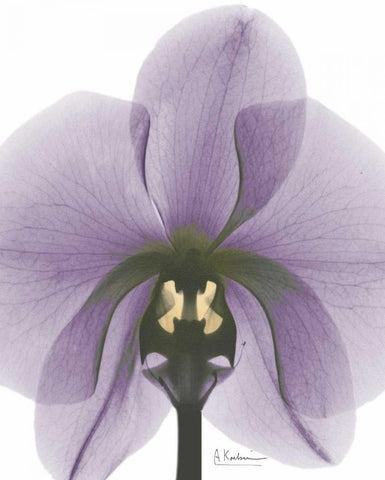 Purple Orchid A29 White Modern Wood Framed Art Print with Double Matting by Koetsier, Albert